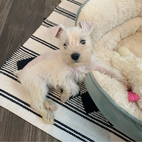 Meet your Posher, Jewels - Picture 4 of 4